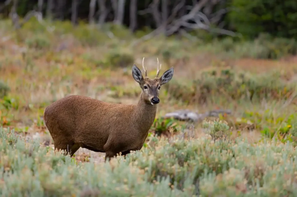 Huemul macho adulto en quebrada andina nevada, hábitat histórico en la cordillera de Chile central