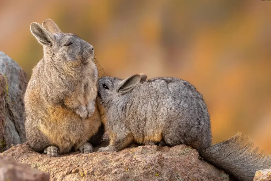 vizcacha-
